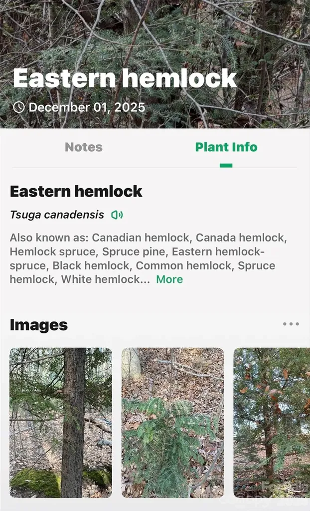 172 Crimson Drive Old Fort NC 28762