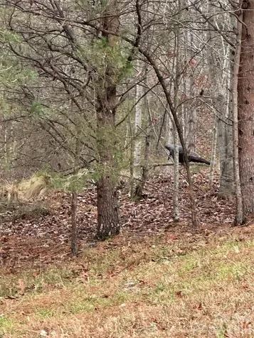 2 Jackson Cove Road W Mill Spring NC 28756