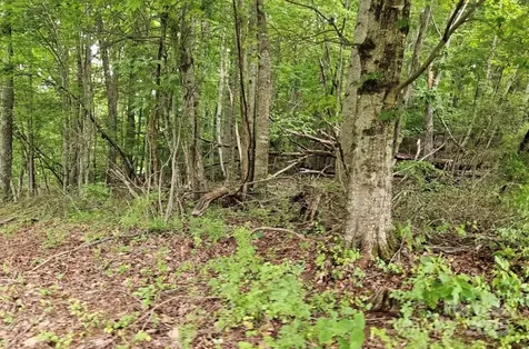Lot 3 Mountain View Road Burnsville NC 28714