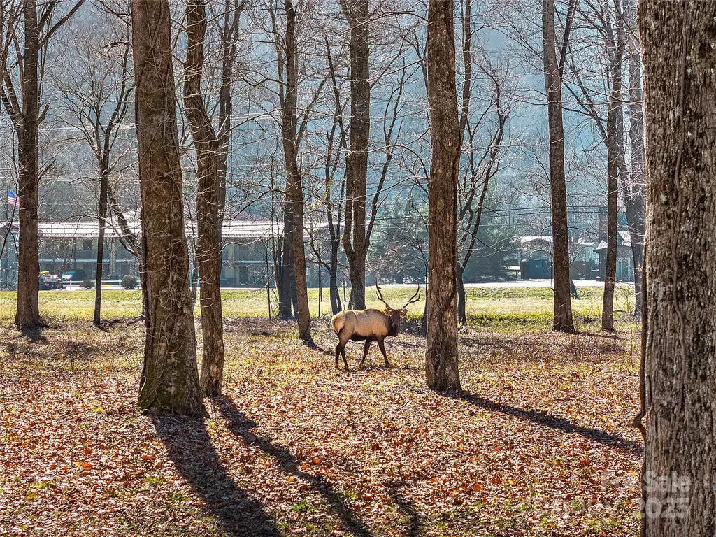 74 Badd Lane Maggie Valley NC 28751