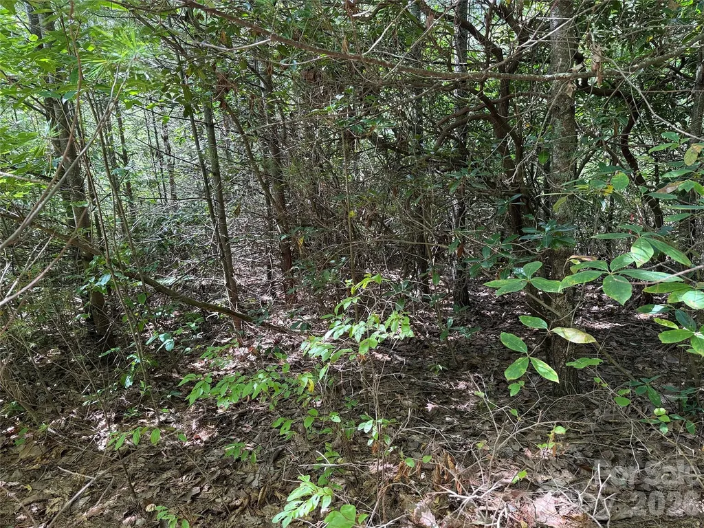 Tbd Staghorn Road Purlear NC 28665