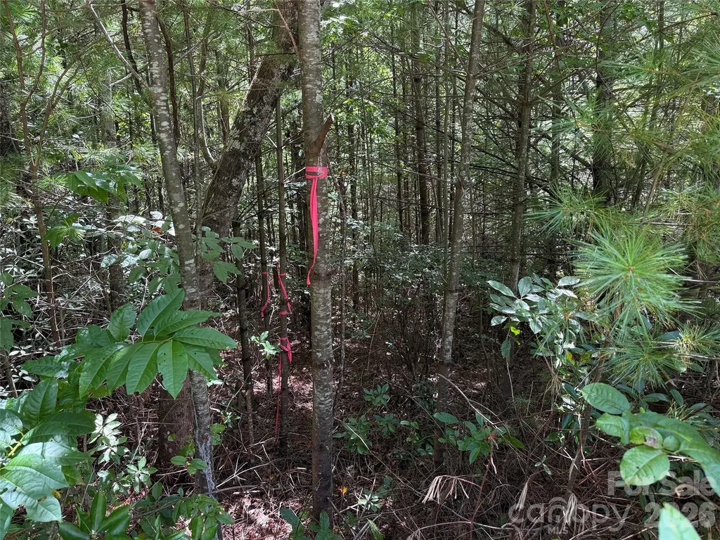Tbd Staghorn Road Purlear NC 28665