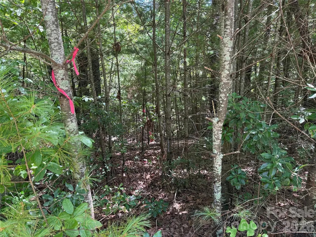 Tbd Staghorn Road Purlear NC 28665