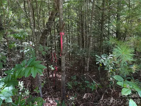 Tbd Staghorn Road Purlear NC 28665