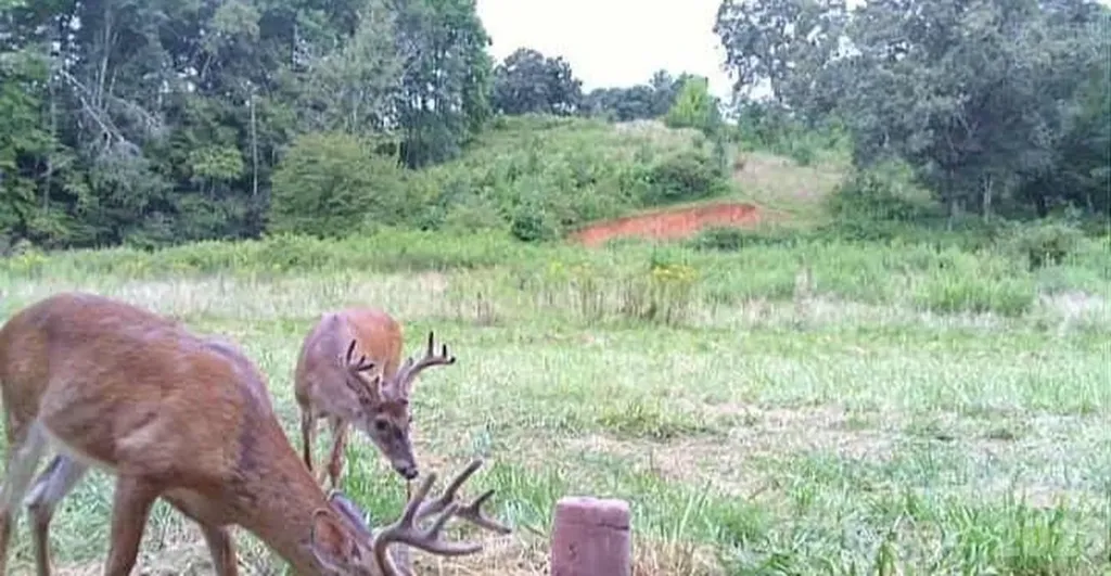 126 & 128 Cook Lane Mills River NC 28759