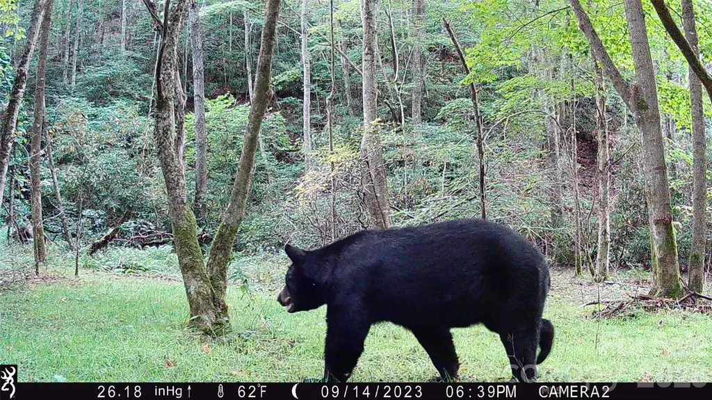 2778 Mule Stomp Road Hot Springs NC 28721