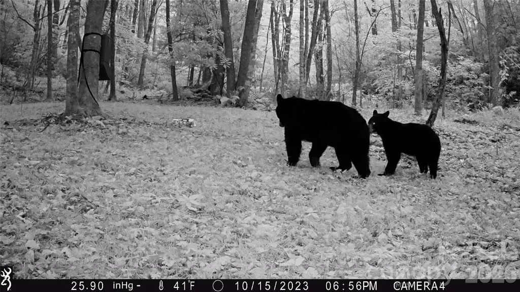 2778 Mule Stomp Road Hot Springs NC 28721