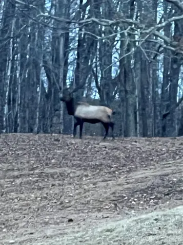 2778 Mule Stomp Road Hot Springs NC 28721