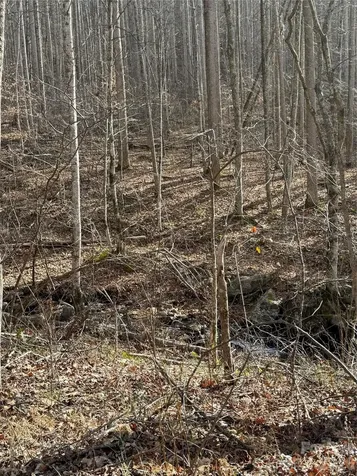 00000 Martins Creek Road Barnardsville NC 28709