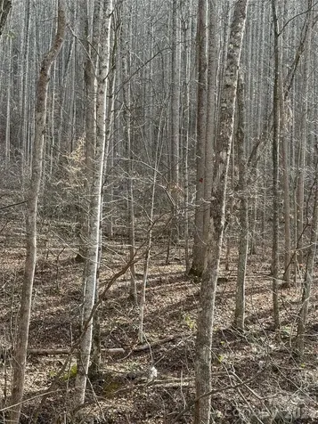 00000 Martins Creek Road Barnardsville NC 28709