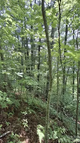 112 Kako Ridge Sylva NC 28779