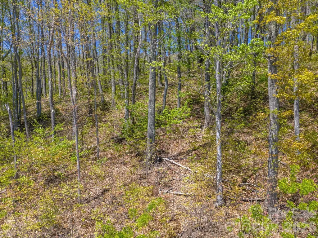 0000 Lovebird Lane Candler NC 28716