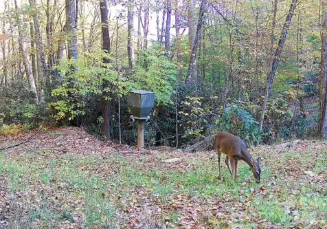 700 Copperhead Cove Sylva NC 28779