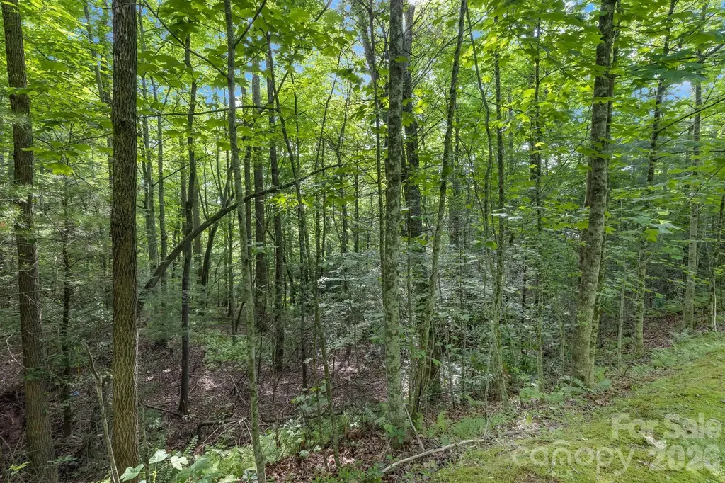 Tbd Allison Creek Trail Brevard NC 28712