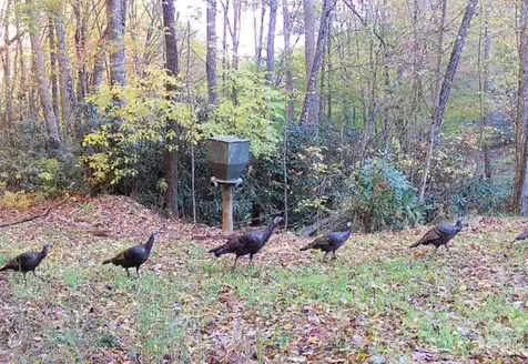 Lot 7 Copperhead Cove Sylva NC 28779