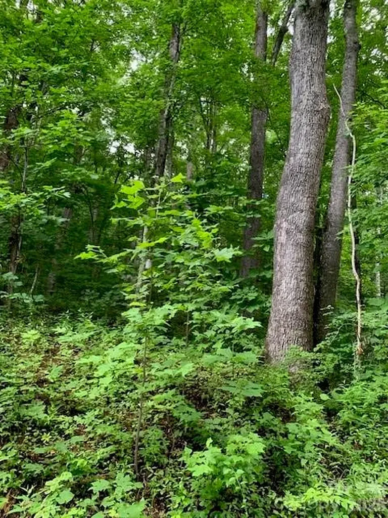 Tbd Whitewater Cove Montreat NC 28757