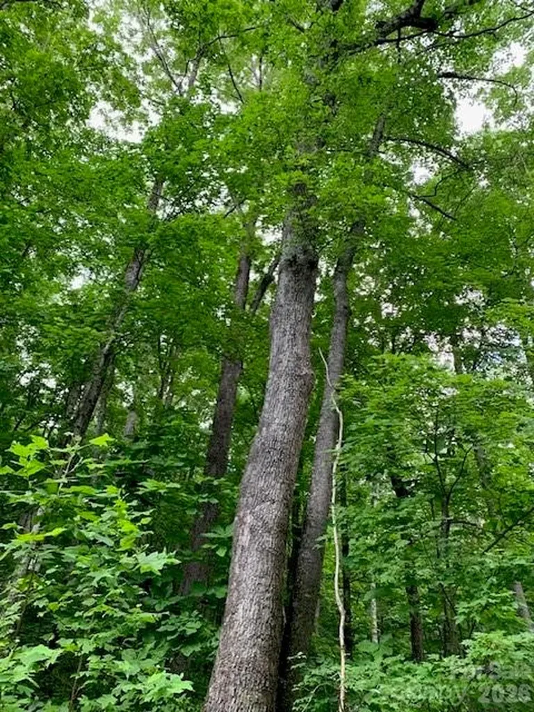 Tbd Whitewater Cove Montreat NC 28757