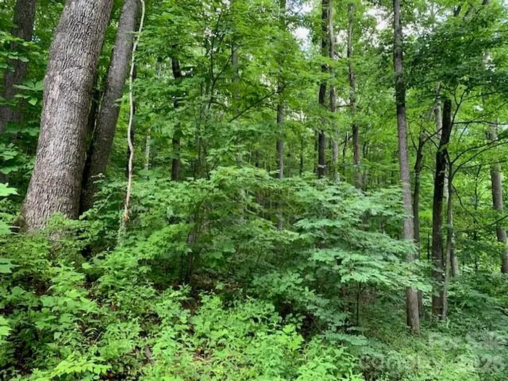 Tbd Whitewater Cove Montreat NC 28757