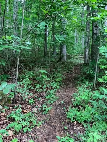 Tbd Whitewater Cove Montreat NC 28757