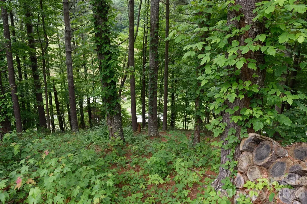 Tbd Sycamore Road Vilas NC 28692