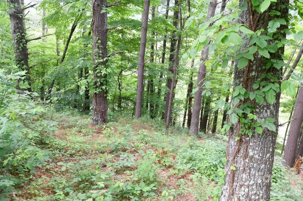 Tbd Sycamore Road Vilas NC 28692