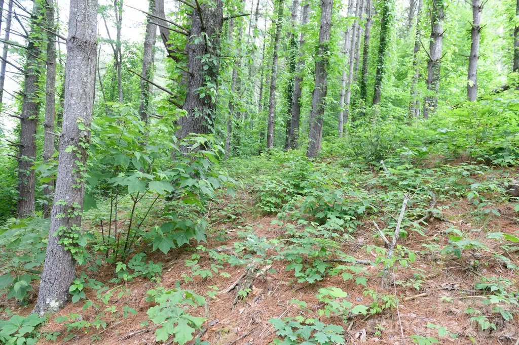Tbd Sycamore Road Vilas NC 28692