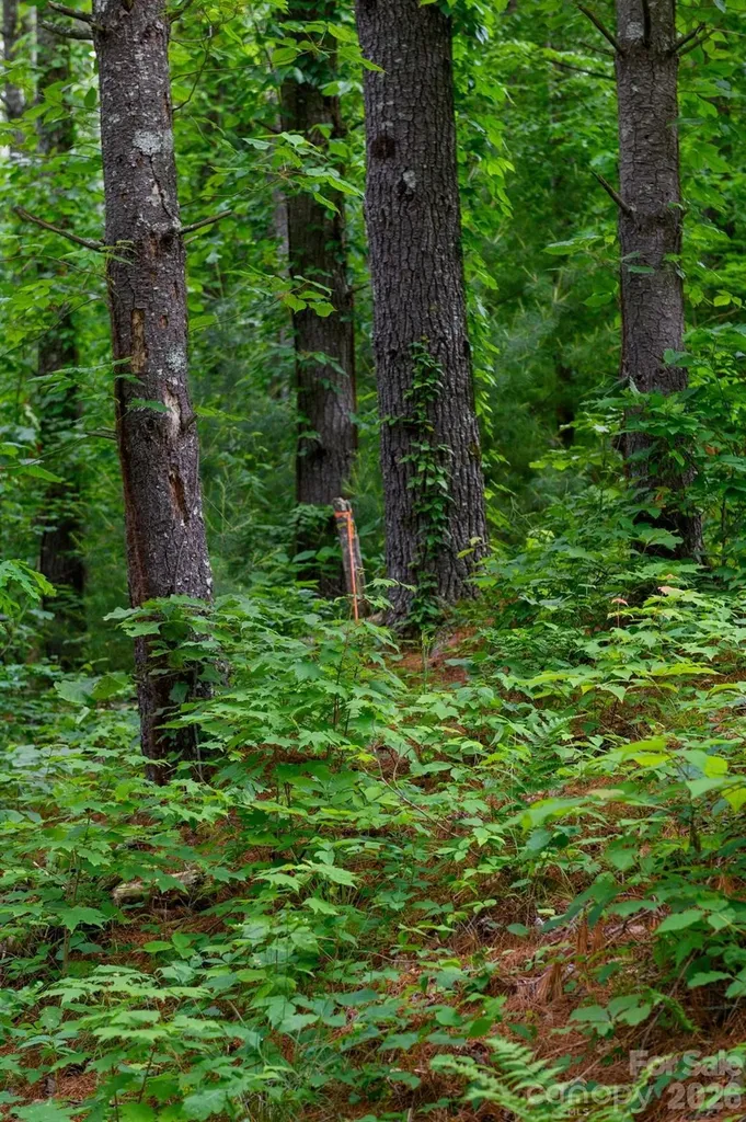 Tbd Sycamore Road Vilas NC 28692