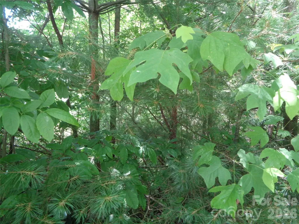 Lot 6 Peaks Creek Trail Maggie Valley NC 28751