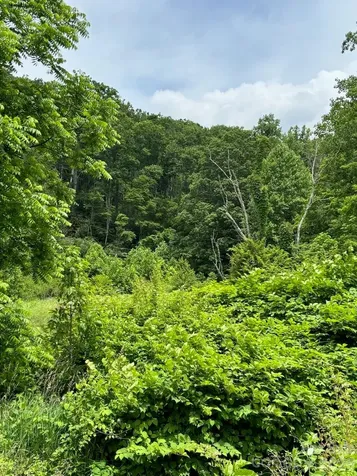 1771 Hughes Gap Road Bakersville NC 28705