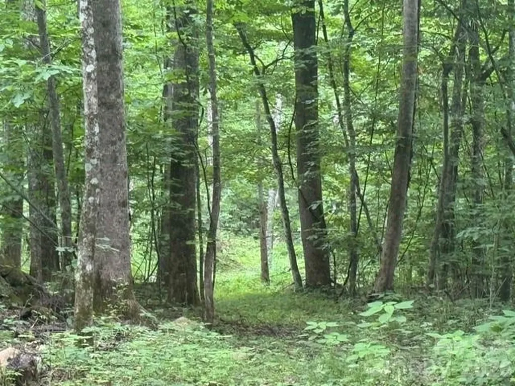 00 Sugar Loaf Mountain Road Marshall NC 28753