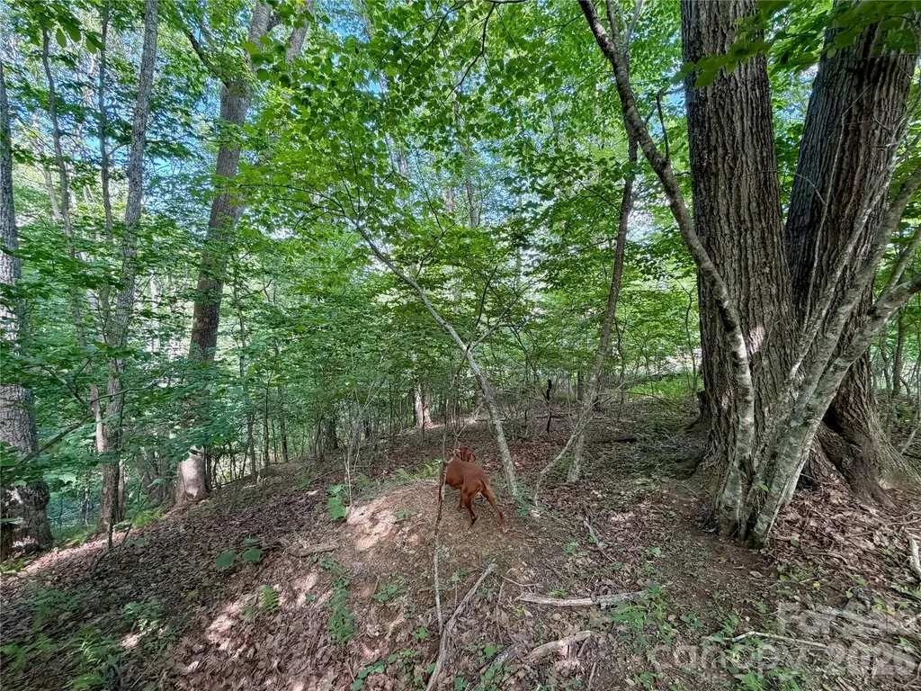 Tbd Grandfather Watch Lane Banner Elk NC 28607