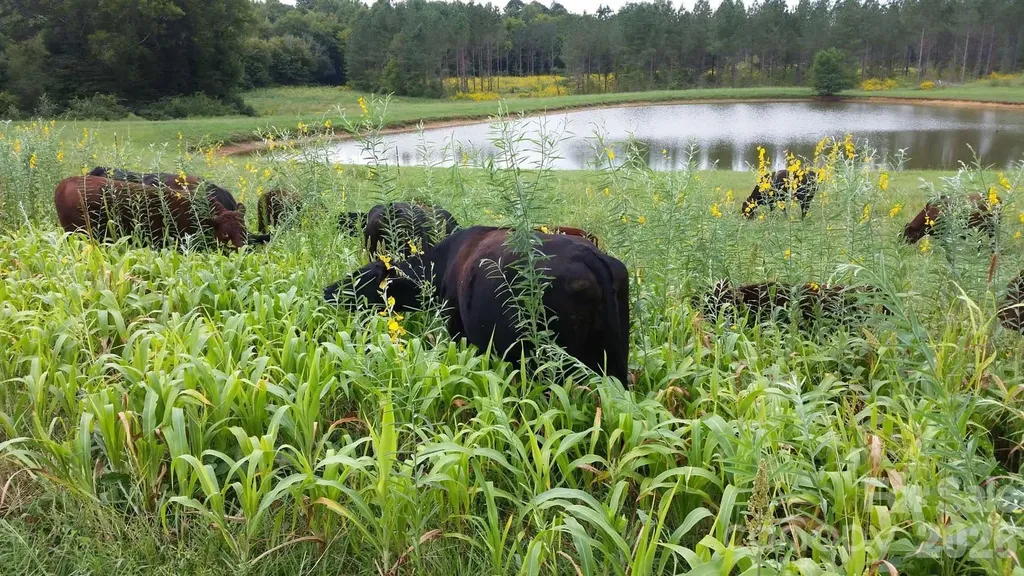 3175 Trotter Road Asheboro NC 27205