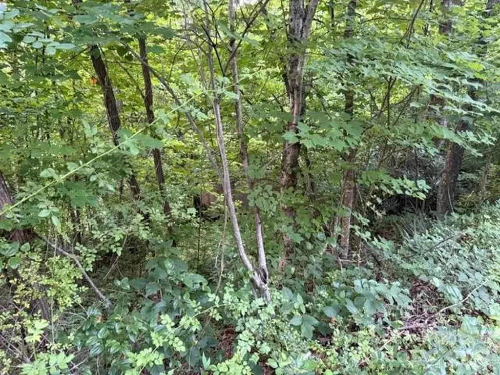 00 Heavenly View Drive Sylva NC 28779