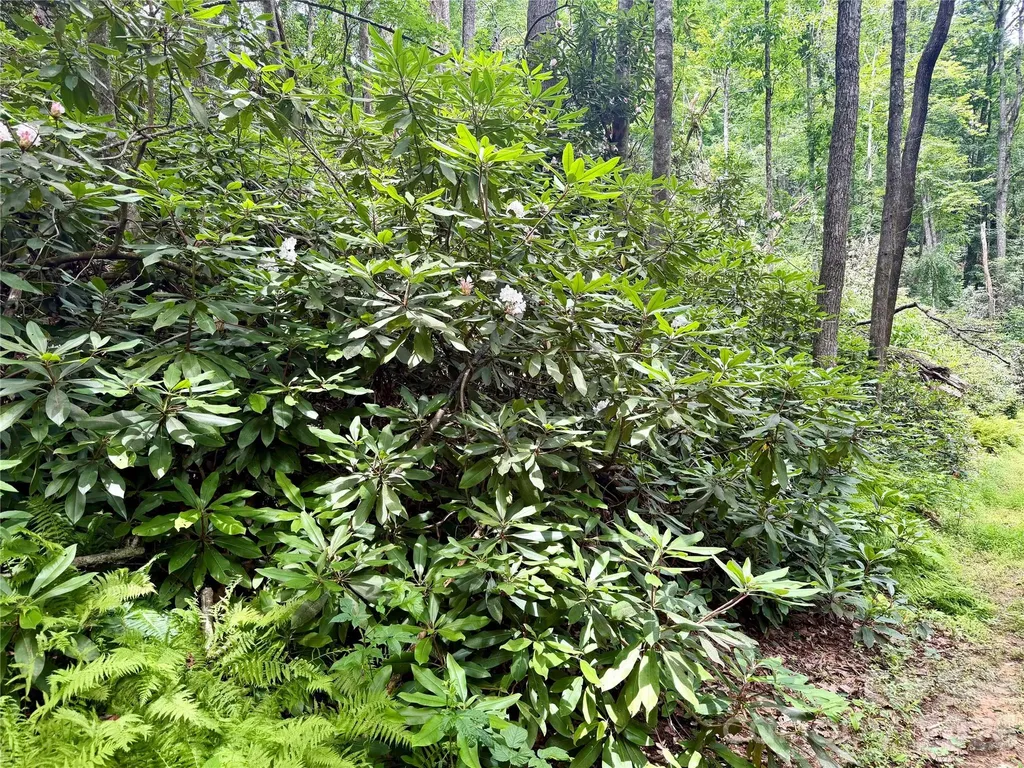 106 Flora Lina Drive Brevard NC 28712