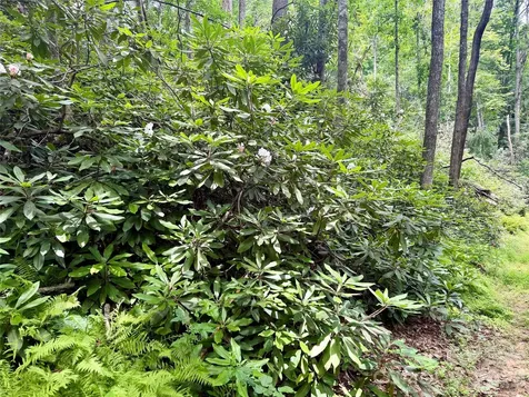 106 Flora Lina Drive Brevard NC 28712