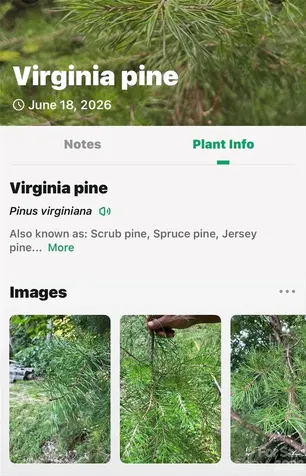 213 Mitchell View N Old Fort NC 28762