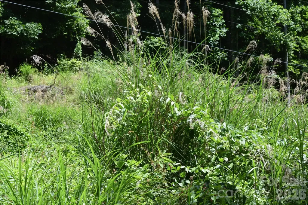 Tbd Wooded Mountain Trail Mars Hill NC 28754