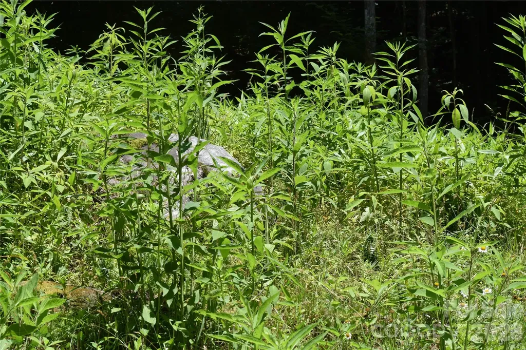 Tbd Wooded Mountain Trail Mars Hill NC 28754