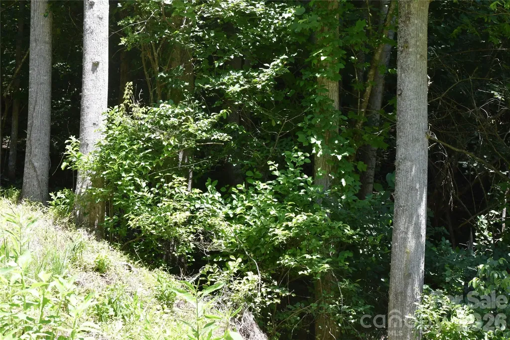 Tbd Wooded Mountain Trail Mars Hill NC 28754