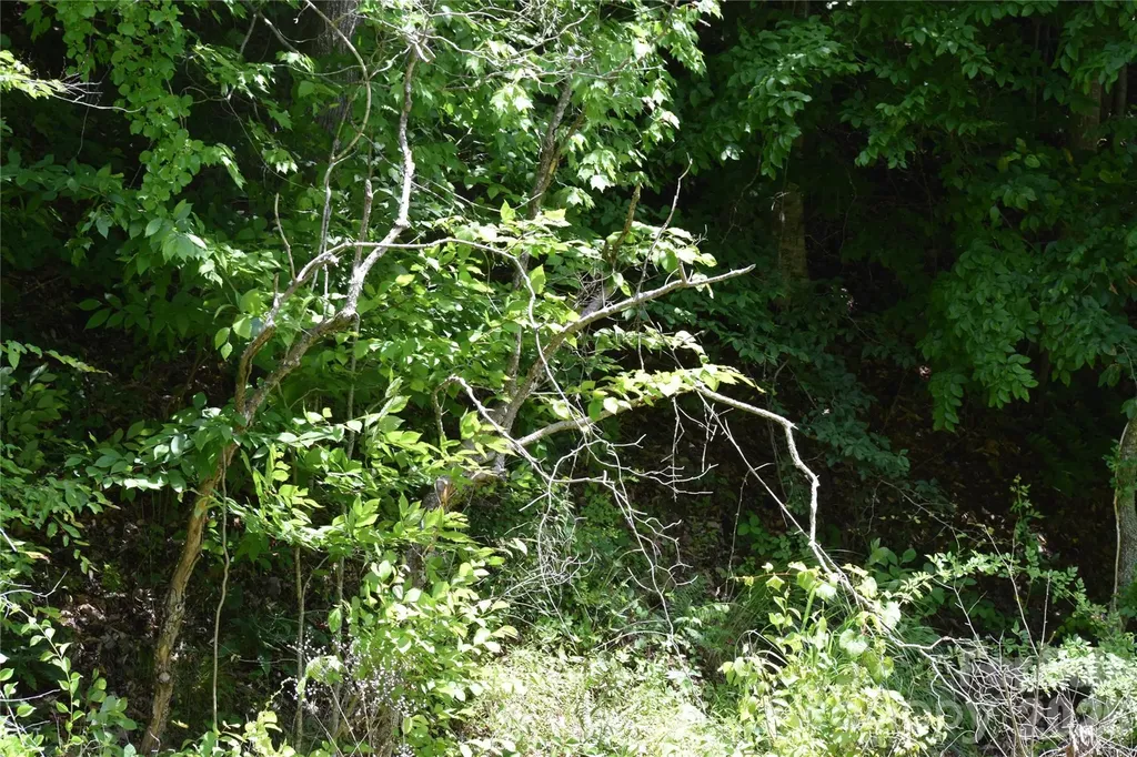 Tbd Wooded Mountain Trail Mars Hill NC 28754