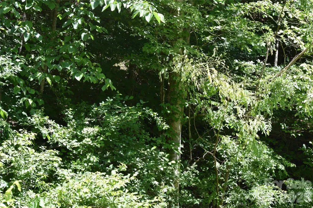 Tbd Wooded Mountain Trail Mars Hill NC 28754