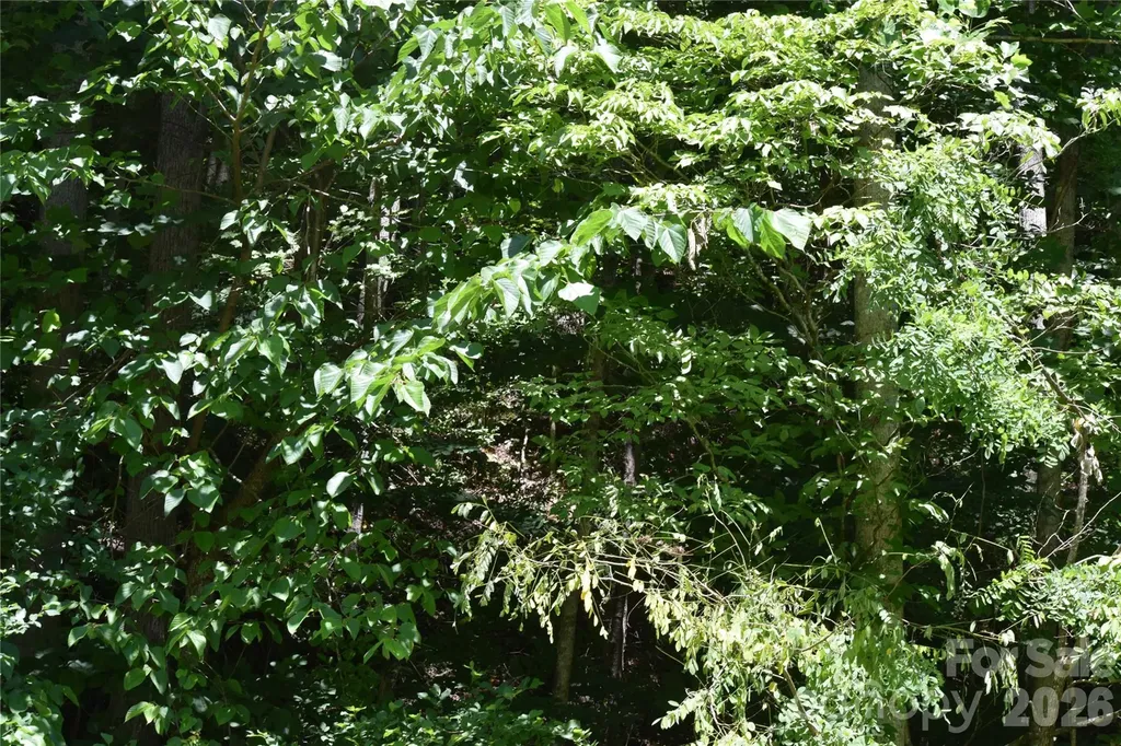 Tbd Wooded Mountain Trail Mars Hill NC 28754