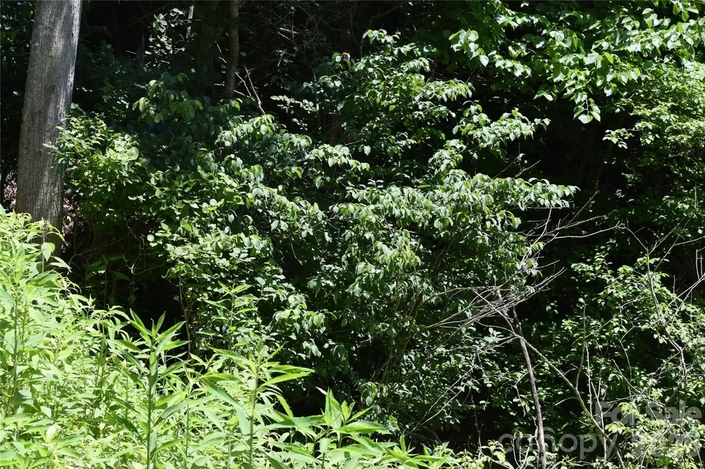 Tbd Wooded Mountain Trail Mars Hill NC 28754