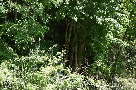 Tbd Wooded Mountain Trail Mars Hill NC 28754