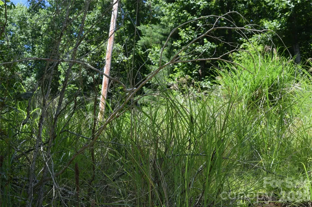 Tbd Wooded Mountain Trail Mars Hill NC 28754
