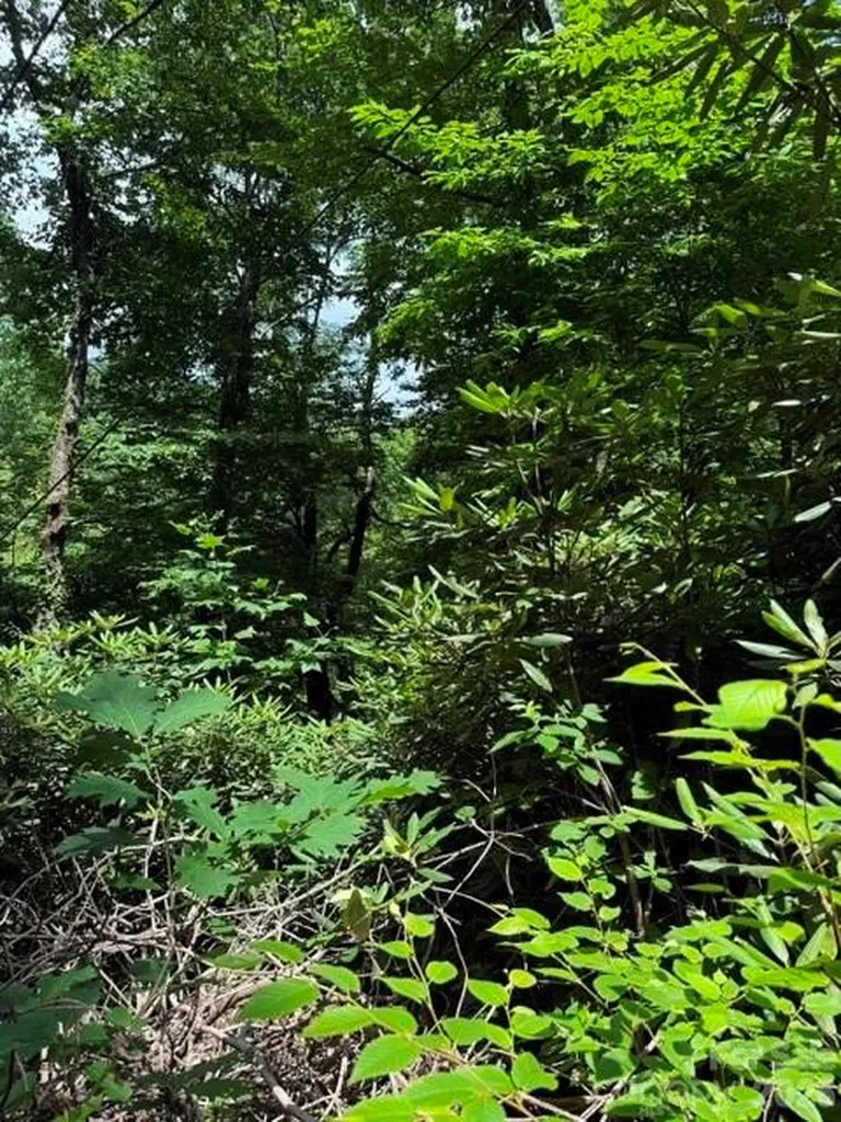 99999 Nc 9 Highway Black Mountain NC 28711