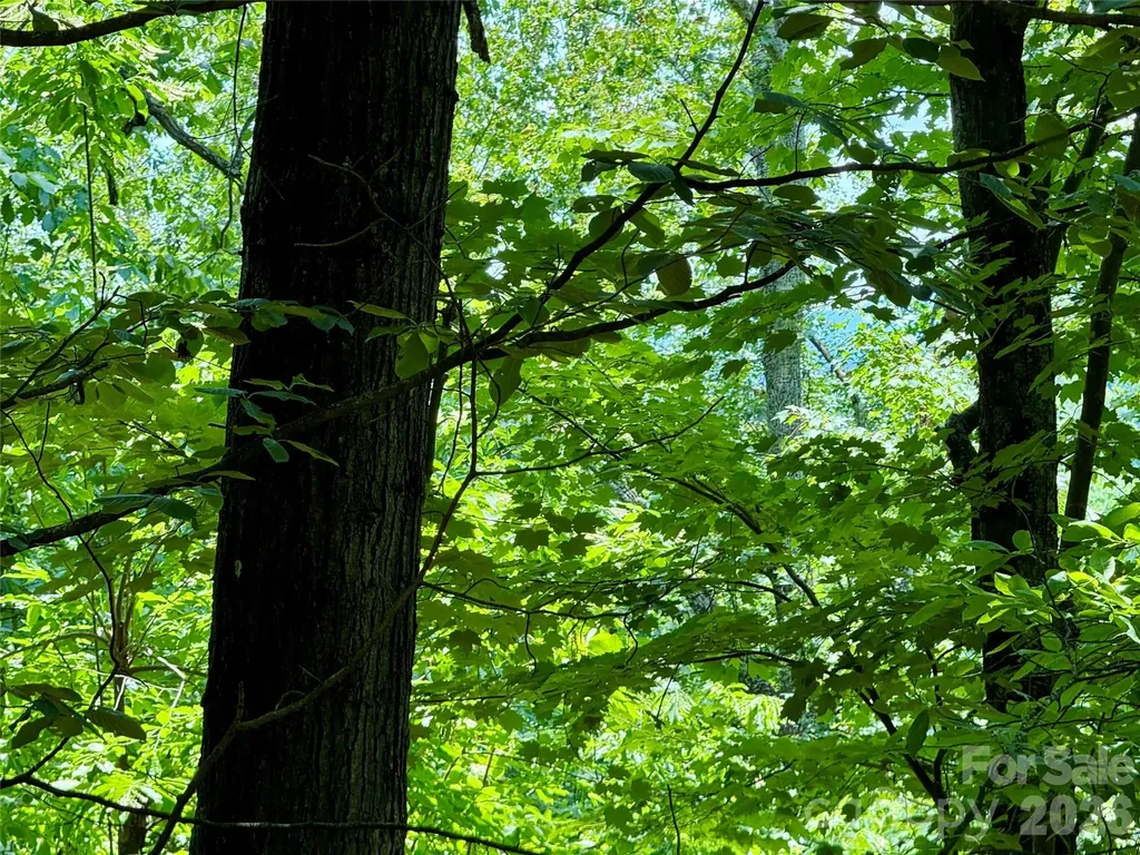 35+ Acres - Lot 23 Bear Track Lane Lenoir NC 28645
