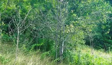 00 Split Pine Cove Clyde NC 28721