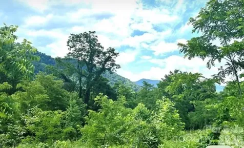 00 Split Pine Cove Clyde NC 28721