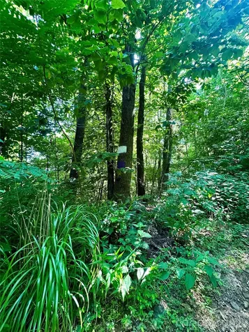 75 Fork Creek Road Saluda NC 28773